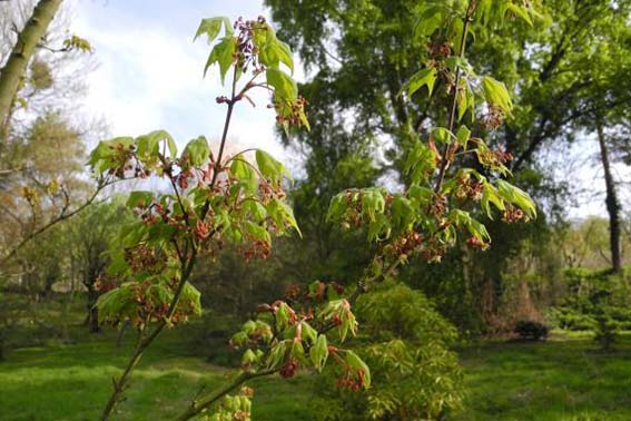 JARDIN BOTANIQUE SITE.jpeg