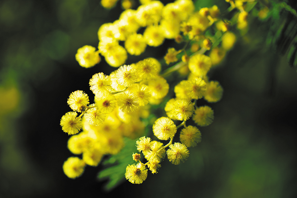 NATURE MIMOSA SITE