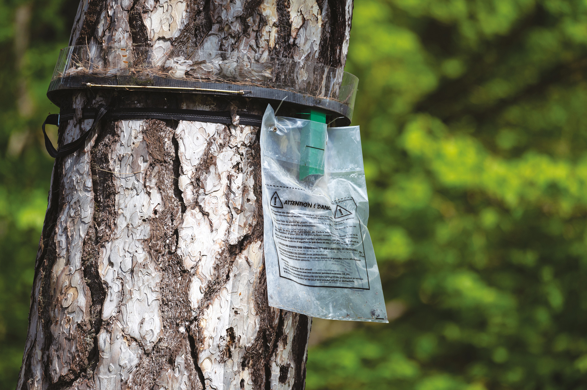 Des pièges à collier anti-chenilles processionnaires