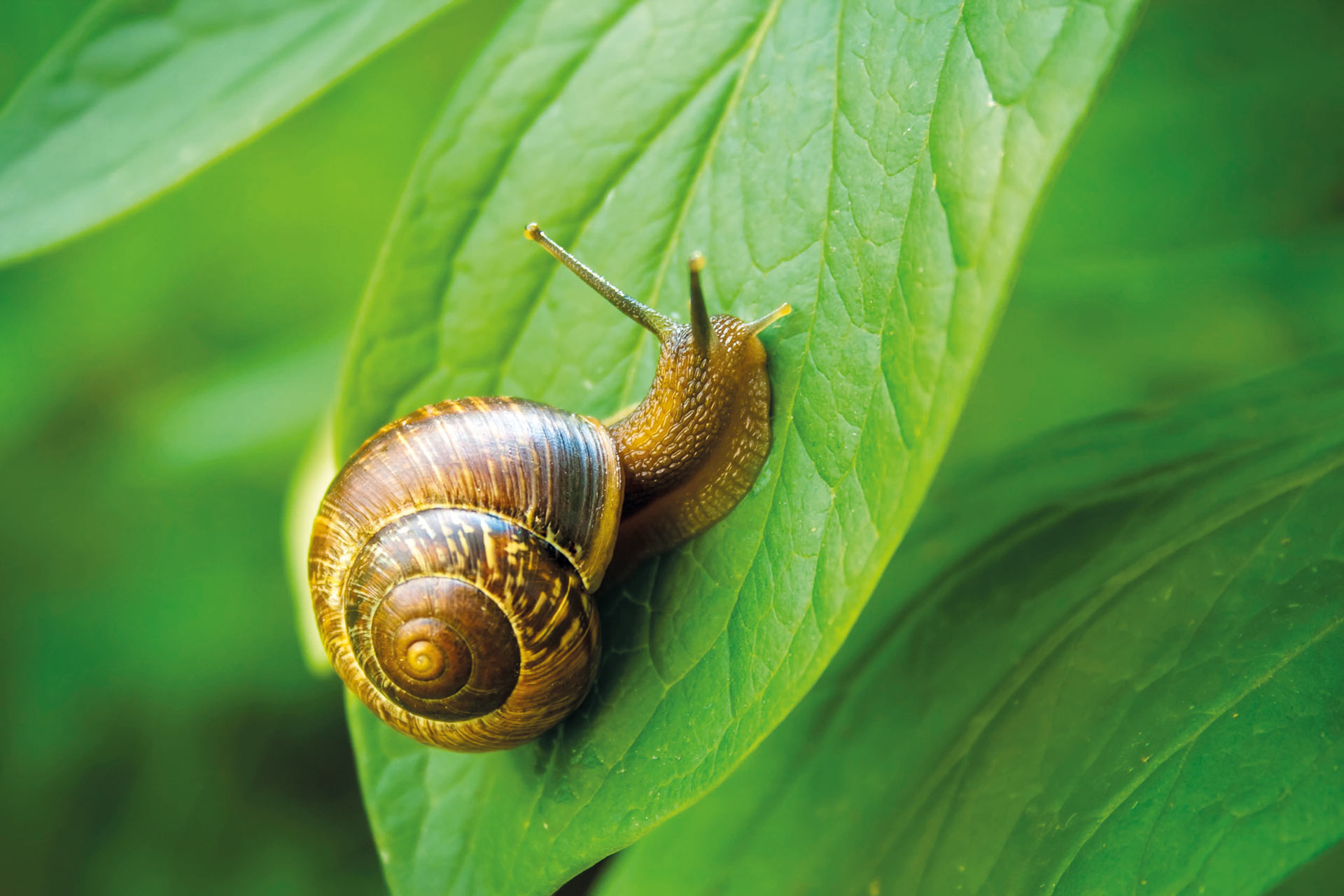 escargot