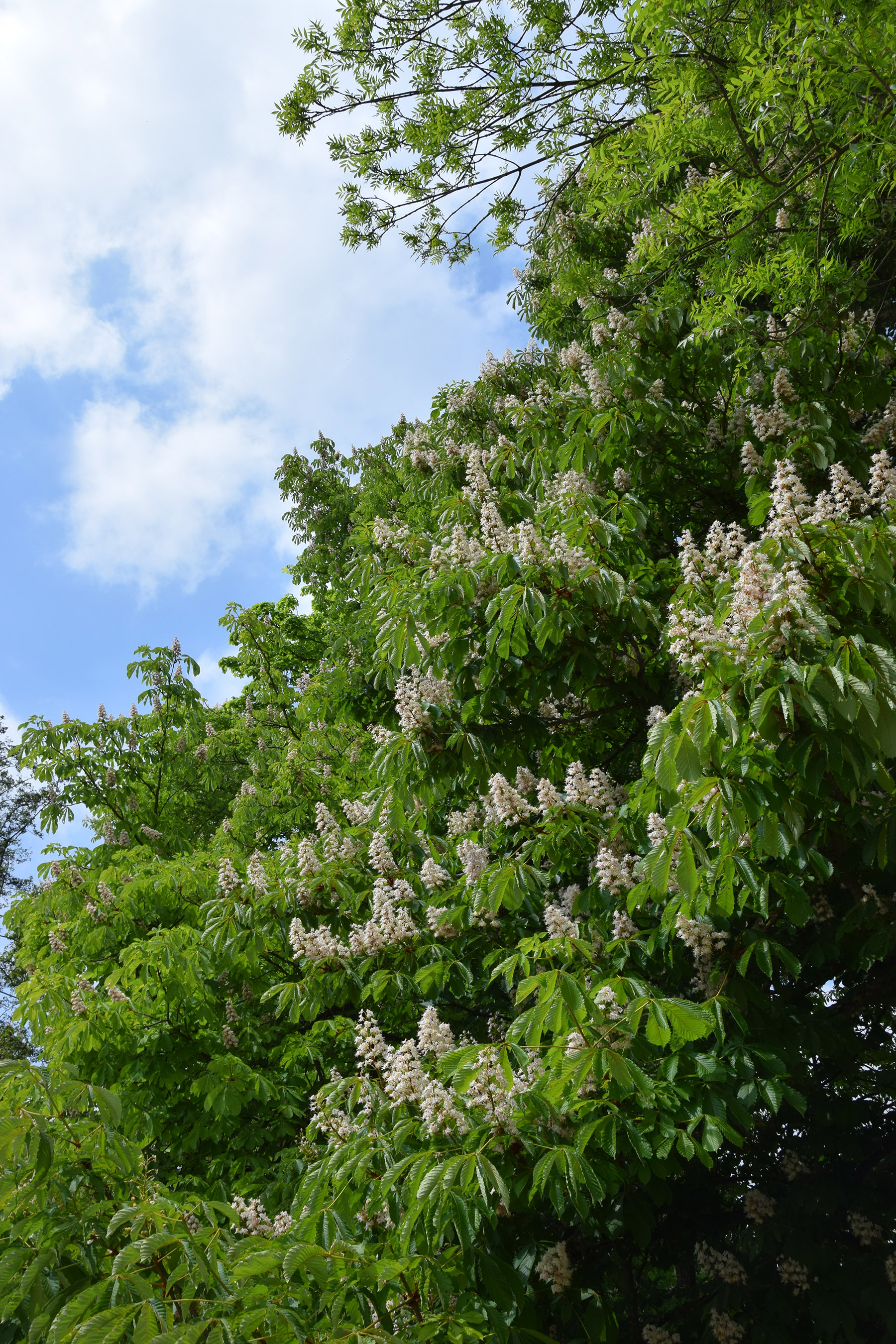 Arbres en fleurs sur l'avenue Saint Laurent à Orsay