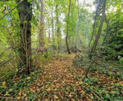 image du bois de la croix-de-bures